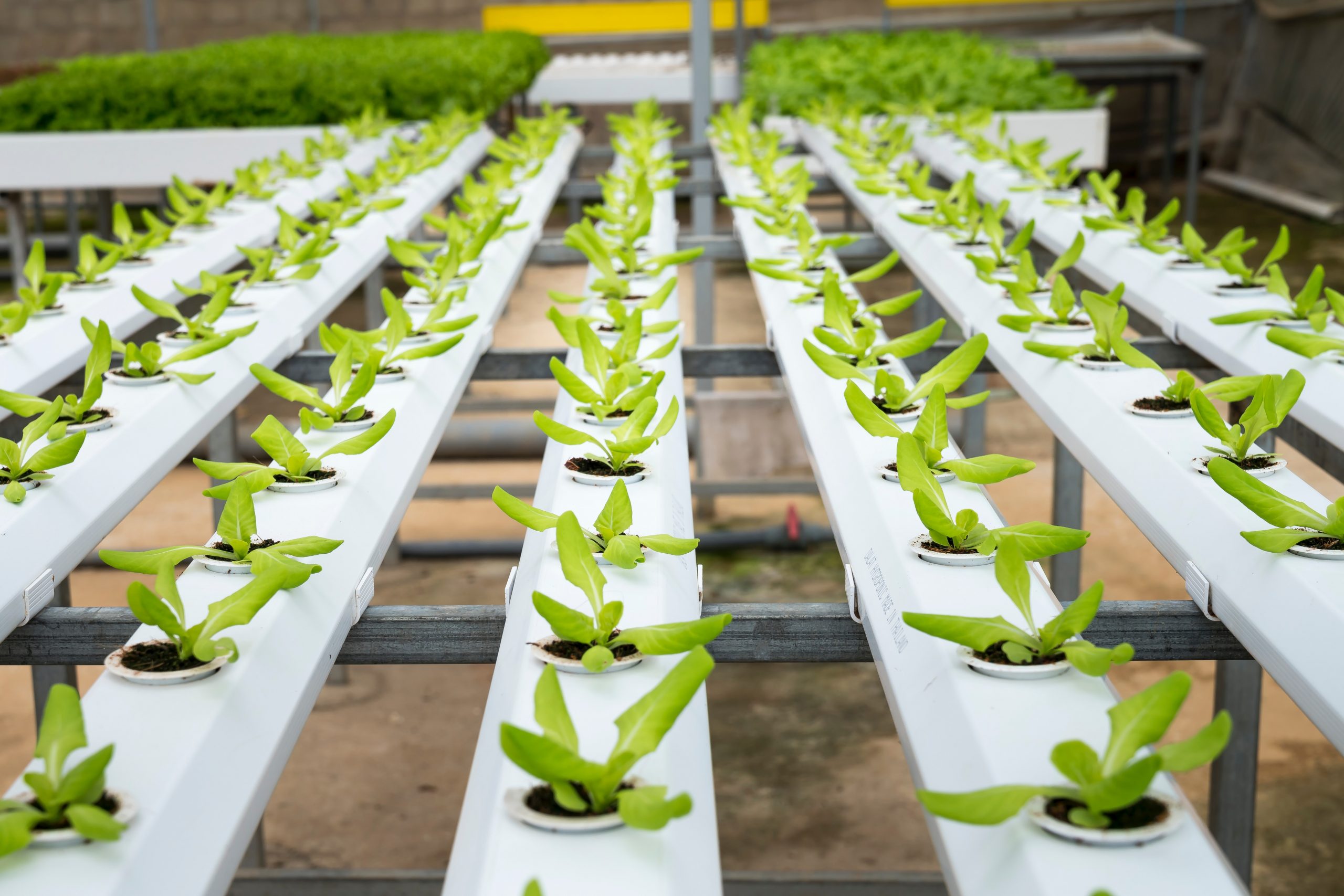 saplings inside farming